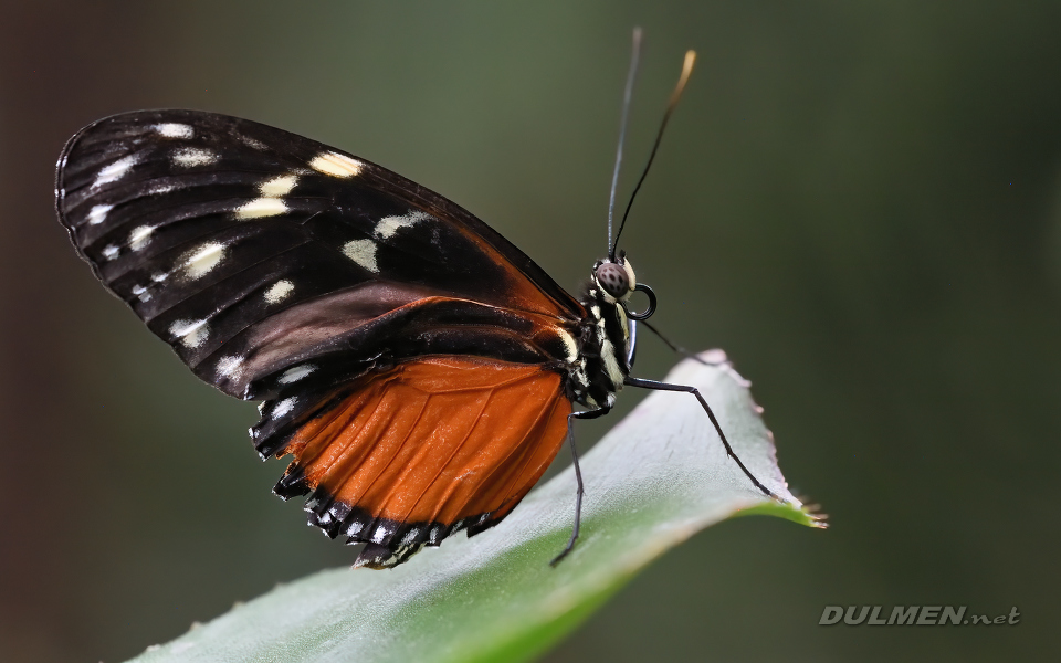 01 Tiger longwing (Heliconius hecale)